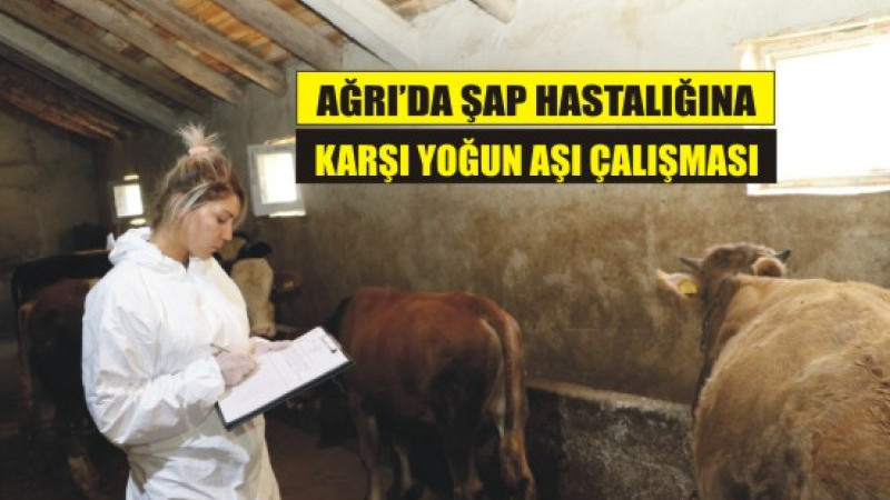 Ağrı’da Şap Hastalığına Karşı Yoğun Aşılama Çalışması